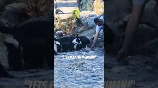 Dog playing fetch in the lake