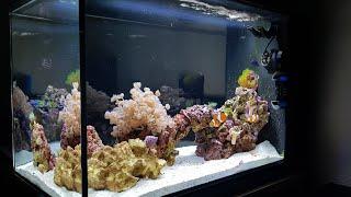 Simple Stable Successful reef tank  Fluval Evo 13.5