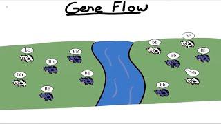 Gene Flow