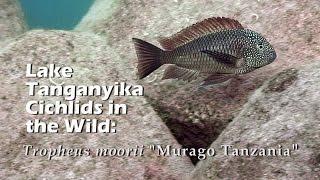 Lake Tanganyika Cichlids in the Wild Tropheus moorii Murago Tanzania HD 1080p