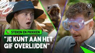 VERGIFTIGD DOOR DE VUURSALAMANDER?   Steken en Prikken  S4 #7  NPO Zapp