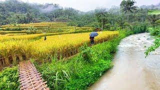 SUASANA SORE YANG TENANG TURUN HUJAN DAN KABUT DI KAMPUNG NAMBAH BETAH PEDESAAN SUNDA JAWA BARAT