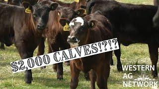 Feeder Cattle Prices Surge in 2024