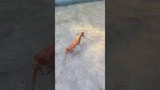 Belgian Malinois Dog Catch Fish #dogtraining #dog #shepherd