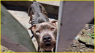 My Owner Punish Me Dog Tearfully Beg For Help Behind The Fence