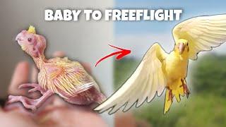 BABY TO FREE FLIGHT COCKATIEL KIRO