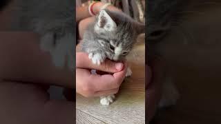 Котенок облизывает пальцы  kitten licks fingers