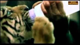 Mono chimpancé alimenta a bebe tigre