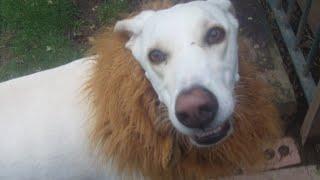 Ace Lurcher he just wants to go back in to eat .@DogtrainersUK