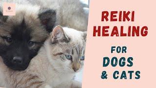 Reiki Healing for Dogs & Cats Healing for sick pets