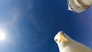 GoPro Seagull Stole My GoPro
