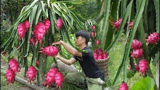 2 year living in forest Harvesting dragon fruit to market sell gardening growing vegetables