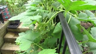 An Introduction to Spaghetti Squash Yeah Strands like Spaghetti - The Rusted Garden 2013