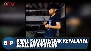 Beredar Video Sapi Ditembak Kepalanya Sebelum Dipotong - BIP 2709