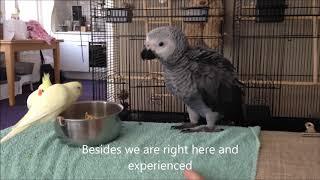 Baby African Grey Parrots first few weeks