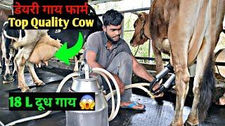 Cow milking  Cow milking machine  Village milking vlog  Milking cow