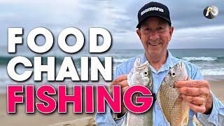 Beach Fishing the Food Chain BREAM WHITING TAILOR SALMON +++