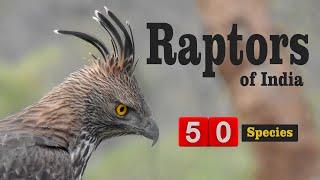 50 Raptors of India - Top Birds of Prey - Documentary on birds