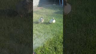 Hosing Down the #ducks  #Summer #heat