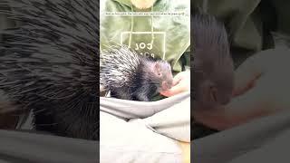 Rescue baby Porcupine ️ #porcupines #animals #petslover
