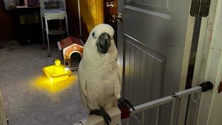 Post-storm update  off-grid parrots  no power