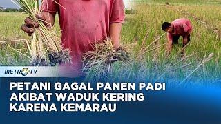Waduk Mengering Akibat Kemarau Di Lamongan Ratusan Hektar Padi Mati