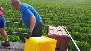 Vendanges en Champagne 2020