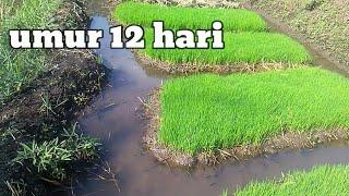 bibit padi umur 12 hari