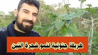 طريقة جنونية لنمو شجرة التين باقي الاشجار بسرعة كبيرة How to make a fig tree grow very quickly  ￼