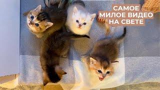 Наши британские котята с рождения до года  British gold shinshilla kittens