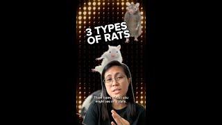 3 Types of Rats