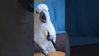 First Time Eating Off A Spoon #birdtricks #cockatoos #funnybirds #rebeccastout