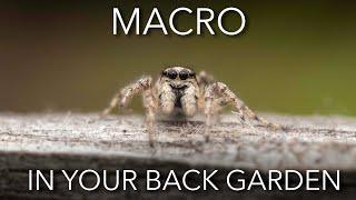 Macro photography in your back garden TOP TIPS AND TRICKS