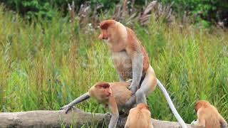  wow monkey mating great video   monkey mated video 