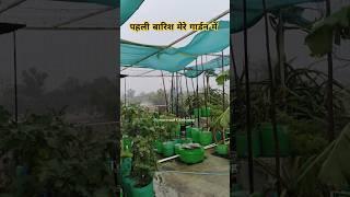 सीजन की पहली बारिश मेरे टेरेस गार्डन में #rain #terracegardening #rainyseason #plants #garden