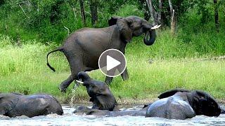 Elephant Chases Egyptian Geese
