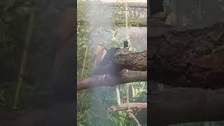 Zoo зоопарк