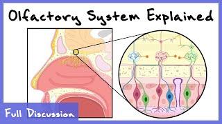 Olfactory System Explained Combinatorial Processing Transduction Cortex  Full Discussion