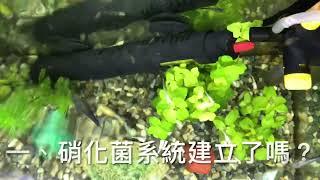 養魚先養水之為何我養的孔雀魚會陸續掛掉呢？