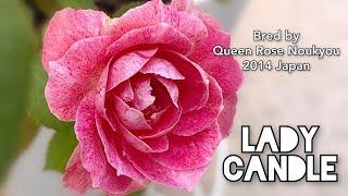 LADY CANDLE ROSE plant by Queen Rose Okisato Nōkyō Wakayama 2014 Japan バラ レディキャンドル クイーンローズ興里農場