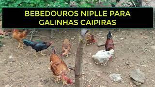 BEBEDOUROS NIPLLE PARA GALINHAS CAIPIRAS