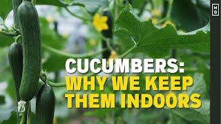 Why You SHOULD Be Growing Cucumbers In A Greenhouse