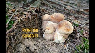 FUNGHI PORCINI GIGANTI - UNA STAGIONE INFINITA