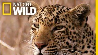 The Leopard is a Pouncer Not a Chaser  Nat Geo Wild