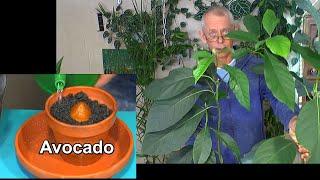 Avocado Anzucht. Samen keimen lassen und Avocado Pflanzen pflegen