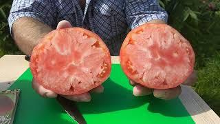 Любимая рубрика дегустация томатов Мазарини 