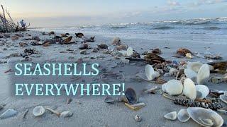 What does days of winds leave on the beach? Seashells finally showed up