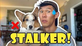 POOR CORGI Dealing with a Stalker for 10 Years  Life After College Ep. 776