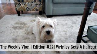 The Weekly Vlog 2016  Edition #22  Wrigley Gets A Haircut