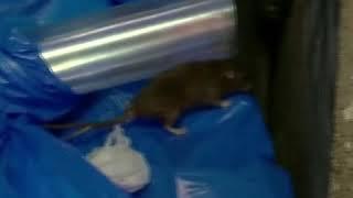 As Japan fights coronavirus with shutdowns rats emerge onto deserted streets